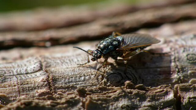 Macro view of a stonefly on a log, wood background, potential use in wildlife and nature imagery