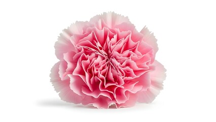 Naklejka premium A delicate pink carnation flower with ruffled petals isolated on a white background.