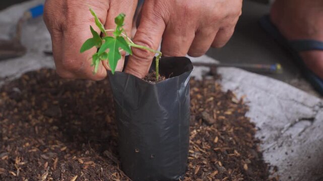 Close up of hands transplanting a small seedling into a black polybag. Ideal for gardening, agriculture, sustainability, and growth concept videos.
