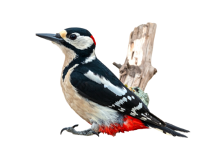 A black, white, and red bird with a sharp beak, perched next to a piece of weathered wood against a black background