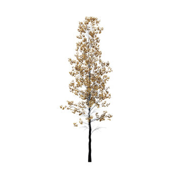 Populus Tremuloides Quaking Aspen Fall Tree 3D Model