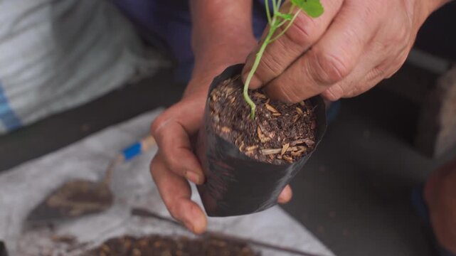 Detail of hands gently checking a young sprout in a plastic polybag. Perfect for agriculture, growth, and environmental sustainability concepts.
