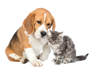 A Beagle dog and a gray and white fluffy kitten sitting closely together, isolated on a transparent background
