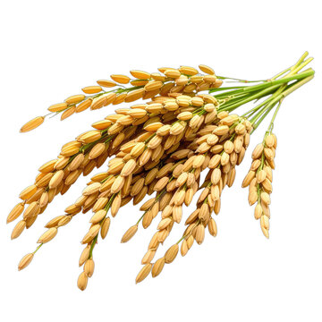 Close-up of ripe golden rice panicles against a solid black background.