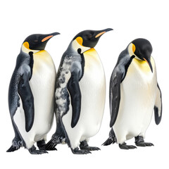 Obraz premium Three Emperor Penguins Against a Black Background