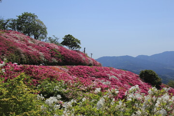 愛媛県大洲市　冨士山公園のツツジ
