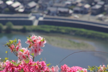 愛媛県大洲市　冨士山公園のツツジ