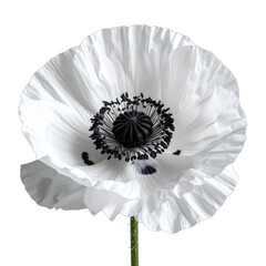 A stunning close-up portrait of a white opium poppy against a stark black background.