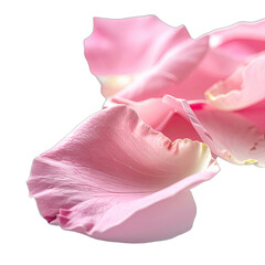 Close-up of delicate pink rose petals isolated against a stark black background.