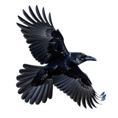 A majestic raven captured in mid-flight against a pure black background.