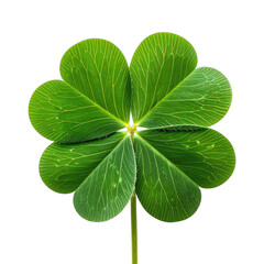 A vividly detailed four-leaf clover stands out against a stark black background.