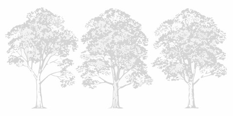 Three grey scale trees with detailed foliage and visible trunk textures