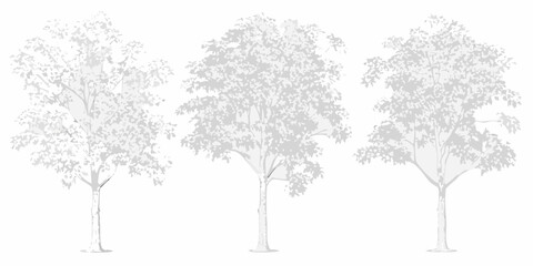 Obraz premium Three grayscale trees with full canopies stand in a row on a white background