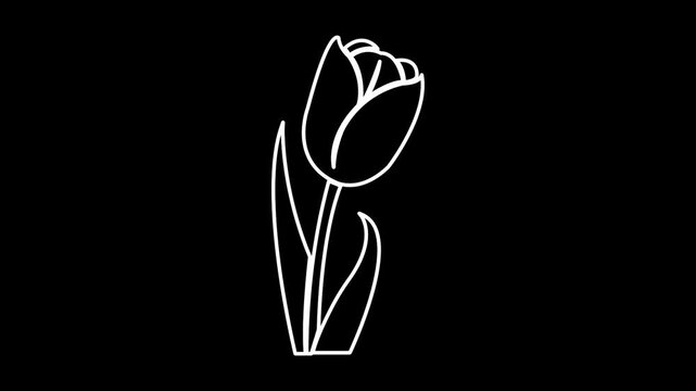 Elegant black tulip silhouette on white background