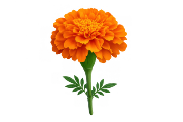 Marigold tagetes flower with bright orange petals and fresh green leaves and stem, isolated on transparent background