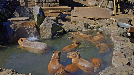 Herd of capybaras swimming in artificial lagoon at wildlife conservation center