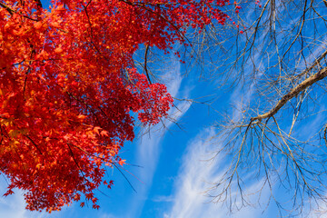 小春日和の青空を見上げる鮮やかな紅葉と繊細な枯れ枝の風景