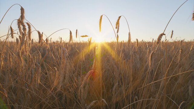 Enjoy the breathtaking view of a beautiful golden sunrise casting its glow over vast wheat fields