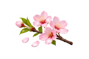 Cherry blossom branch with pink sakura flowers, green leaves, and falling petals on transparent background