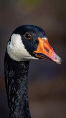 Obraz premium Goose profile Black feathers, white cheek patch, orange beak, looking right, brown blur