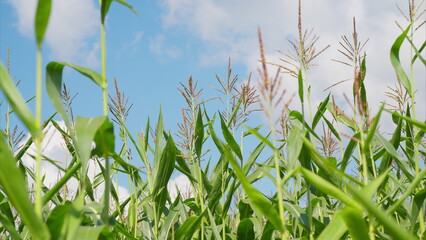 Obraz premium A Beautiful Corn Field Set Against a Clear, Bright Blue Sky Thats Truly Amazing and Serene