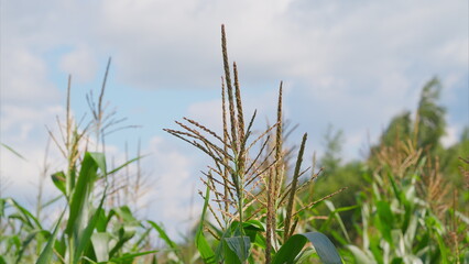Naklejka premium A CloseUp View of a Corn Plant Set Against a Stunning, Dramatic Cloudy Sky Background