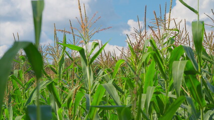 Fototapeta premium A Lush Cornfield Spreads Out Beneath a Beautifully Bright Blue Sky, Creating a Perfect Scene