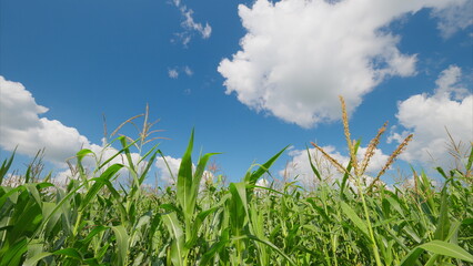 Obraz premium A Beautiful Lush Cornfield Spreading Under a Bright and Clear Blue Sky with Clouds