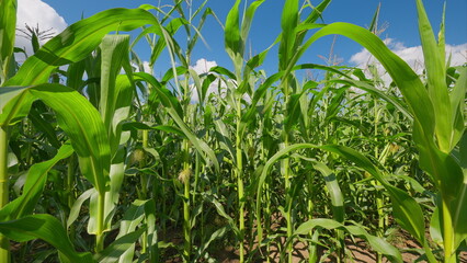 A Beautiful and Vibrant Cornfield Flourishing Under a Clear Blue Sky in Full Bloom