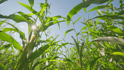A lush cornfield thrives under a blue sky on a warm summer afternoon, showcasing vibrant colors