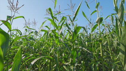 Obraz premium A Lush Green Cornfield Beautifully Spreading Under a Clear Blue Sky in the Countryside