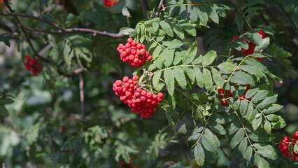 Vibrant and Colorful Red Berries Set Against Lush Green Leaves in the Beauty of Nature