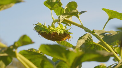 CloseUp View of a Developing Sunflower Head Surrounded by Lush Green Leaves and Nature