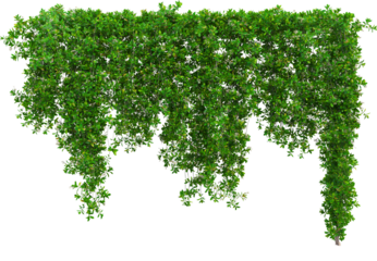 Green Hanging Vine Foliage Isolated on Transparent Background