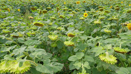 A Vibrant and Colorful Sunflower Field in Full Bloom, Showcasing Natures Beauty