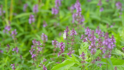 Obraz premium Vibrant and Beautiful Purple Flowers Amidst Lush Greenery, Perfect for Nature Lovers