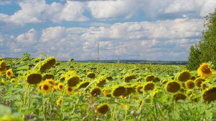 Naklejka premium In the vibrant sunflower field, under a bright blue sky, nature displays its beauty