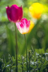 Fototapeta premium Tulip