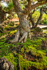 Fototapeta premium Harmony of bonsai and moss