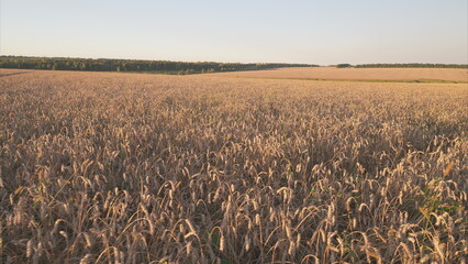 Golden Fields of Grain at Dusk, radiating beauty and balance, embodying agricultural prosperity