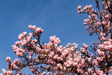 early spring blossoms of saucer magnolia - Magnolia Soulagean with blue sky background