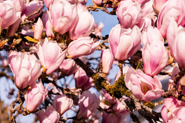 early spring blossoms of saucer magnolia - Magnolia Soulagean with blue sky background