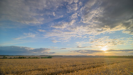 Fototapeta premium A Stunning and Beautiful Golden Sunset Over a Lush Cotton Field in the Twilight Sky