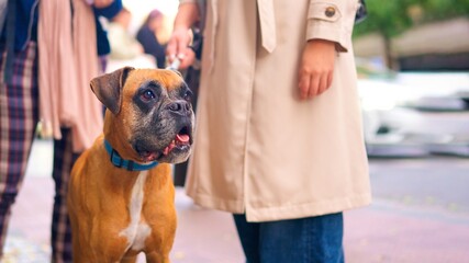 Boxer dog looking to the copyspace