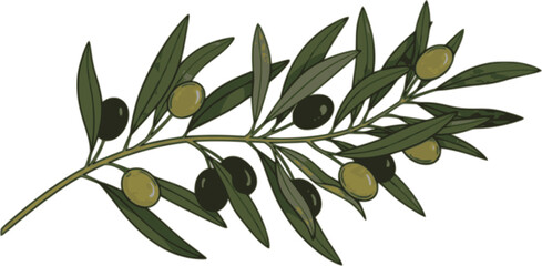 Olive trees with branches and leaves for design of packaging, label, logotype or banner. Natural organic stylized olive icon, premium quality sign. Vector illustration
