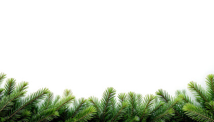 Green pine branches forming a wide border at bottom, white empty space above, bright, fresh look 4K, HD