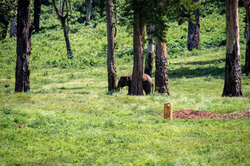 Asian elephant grazing amidst lush green forest vegetation during a wildlife safari in Topslip, Anamalai Tiger Reserve, Coimbatore district, Tamil Nadu.