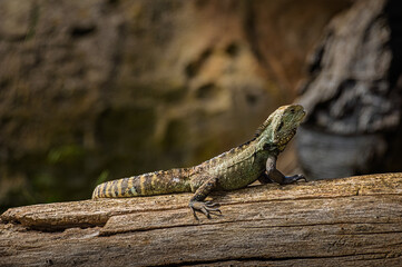 Naklejka premium Eastern Water Dragon (Intellagama Lesueurii Lesueurii)
