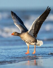 A large waterfowl gracefully takes flight over a body of water, its wings spread, orange beak visible