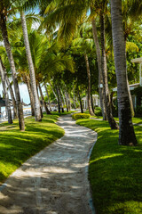 Obraz premium Journey inward! A tranquil pathway winds through lush palms, beckoning toward a sun-kissed beach. Serene atmosphere, vacation indulgence, and natural beauty abound in this tropical paradise.